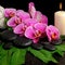 spa set of blooming twig of stripped violet orchid (phalaenopsis ), zen stones with drops, stacked of towel and candles, closeup