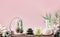 Spa setting background with steak of massage stones, succulent plants and wellness equipment on table at pastel pink wall. Healthy