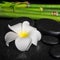 Spa setting of white flower frangipani, zen basalt stones