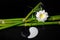 spa setting of white frangipani flower, symbol Yin Yang and natural bamboo with leaves on zen basalt stones with drops, closeup