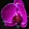 Spa still life with deep purple flower orchid