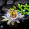 spa still life of passiflora flower, branch fern, zen basalt stones with drops and pearl beads in reflection water, closeup