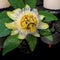 Spa still life of passiflora flower, green leaf with drop, towel