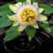 Spa still life of passiflora flower, green leaf with drop, towel