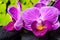 Spa still life of stripped violet orchid (phalaenopsis)