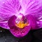 Spa still life of stripped violet orchid (phalaenopsis),