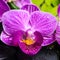 Spa still life of stripped violet orchid (phalaenopsis), green b