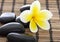 Spa stones with frangipani