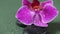 Spa Stones and Orchid Flower. Black stones and pink orchid flower in water drops on green background.Beauty and harmony