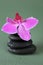 Spa Stones and Orchid Flower. Massage Stone.Beauty and harmony. Black stones and pink orchid flower on green background