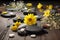 spa stones and a scattering of bright yellow daisies