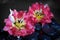 Spa stones and tulip flowers with reflection