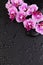 Spa, wellness and massage composition background border. Orchid flowers with black zen stones
