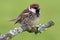 Spaanse Mus, Spanish Sparrow, Passer hispaniolensis