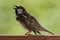 Spaanse Mus, Spanish Sparrow, Passer hispaniolensis