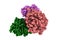 Space-filling molecular model of the fibrinogen-like domain of human angiopoietin-3. Rendering with differently colored