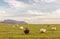 Spacious green meadows with grazing lovely fluffy sheep. mountains in the background and a very beautiful sky with clouds. Calm si