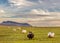 Spacious green meadows with grazing lovely fluffy sheep. mountains in the background and a very beautiful sky with clouds. Calm si