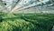 Spacious greenhouse with many tulip flowers growing in it. Flowers nursery greenhouse.