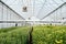 Spacious industrial greenhouse with wide flowerbeds of garden flowers