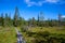 The spacious marshy meadow in the taiga intersects with a wooden tourist trail. The swamp is covered with vegetation. The spruce