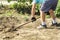 A spade in the act of digging into the soil. Senior farmer in rubber boots digging in the garden with spade. Working hands digging