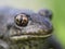 Spadefoot toad\'s eye macro - vertical pupil