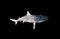 The spadenose shark Scoliodon laticaudus isolated on black background