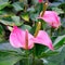 Spadix flowers