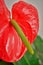 The spadix of the red Anthurium flower