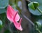 Spadix , Red anthurium  in the garden