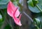 Spadix , Red anthurium  in the garden