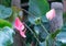 Spadix , Red anthurium  in the garden