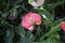 Spadix red The flowers in the garden background foliage.