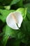 Spadix white