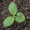 Spaghetti Squash Seedling - Three Leaves