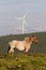 Spain, Asturias. Side view of piebald mountain horse mare looking at camera with wind mill on a green hill in the background.