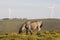 Spain, Asturias. Young grey with black head mountain horse stud grazing in a meadow with wind mill park on a green hill.