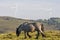 Spain, Asturias. Young grey with black head mountain horse stud walking in a meadow with wind mill park on a green hill.