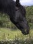 Spain.Black spanish andalusian mare grazing in a marigold meadow.
