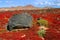 Spain, Canary Islands, Lanzarote, Teguise, volcanic stone and vegetation.