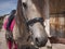 Spain. Front view of Lusitano portuguese horse, fully dressed for a trainning session.