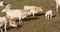 Spain mountain hill white cows on field 4k vall de nuria
