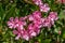 Spain, Ronda, CLOSE-UP OF PINK FLOWERING PLANT