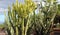 Spain traditional street with cactus. Beautiful background