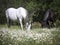 Spain. White and black spanish andalusian horses grazing in a marigold meadow.