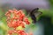 Spangle butterfly Papilio protenor drinking on plant