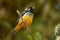 Spangle-cheeked Tanager - Tangara dowii passerine bird, endemic resident breeder in the highlands of Costa Rica and Panama