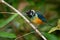 Spangle-cheeked Tanager - Tangara dowii passerine bird, endemic resident breeder in the highlands of Costa Rica and Panama,