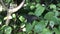 Spangle Papilio protenor on a leaf